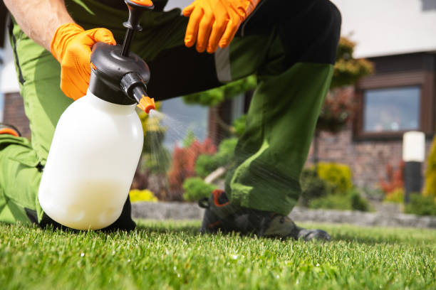 Best Termite Control Services  in Rockwell, NC