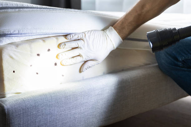 Best Bed Bug Extermination  in Rockwell, NC