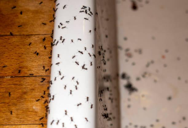 Best Ant Control Services  in Rockwell, NC